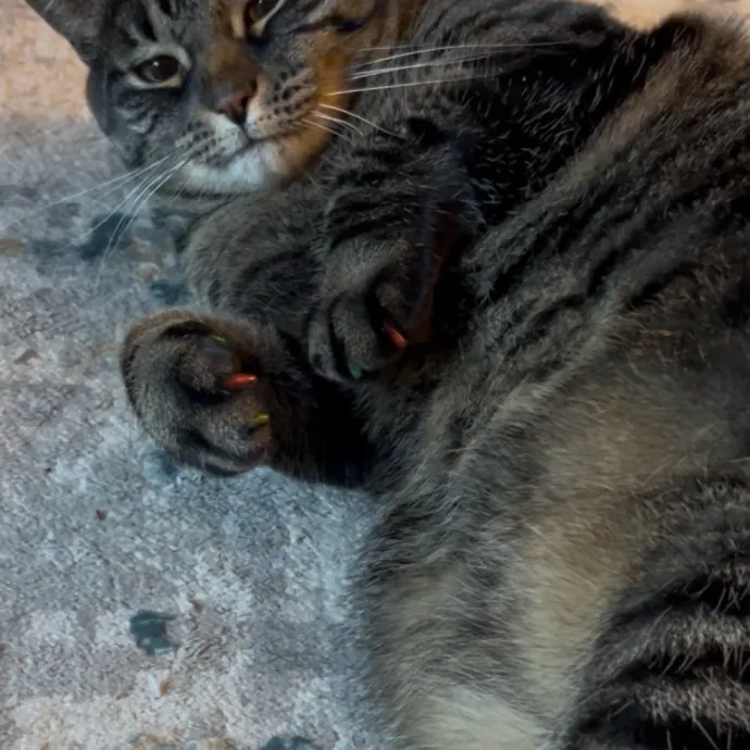 Ady The Cat Sitting Lady