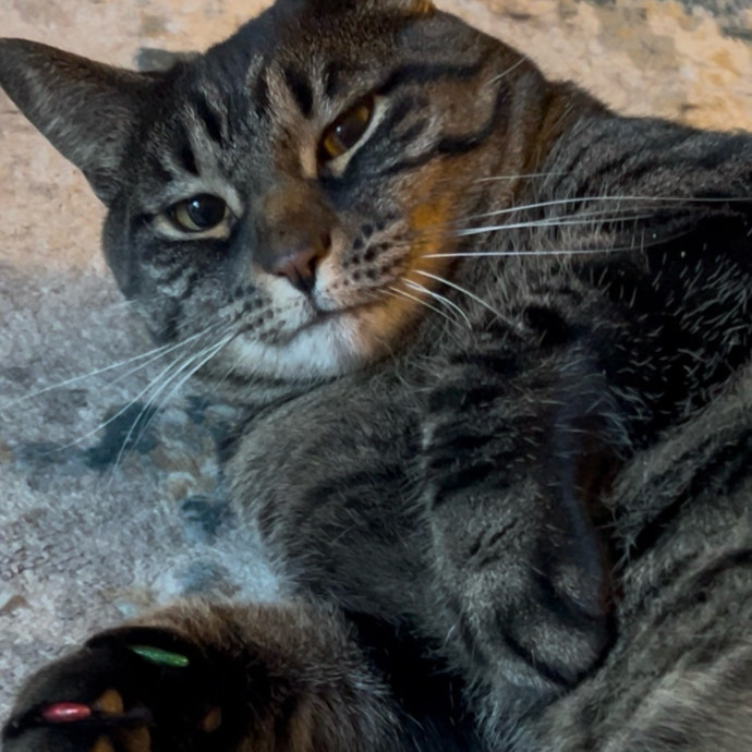 Ady The Cat Sitting Lady
