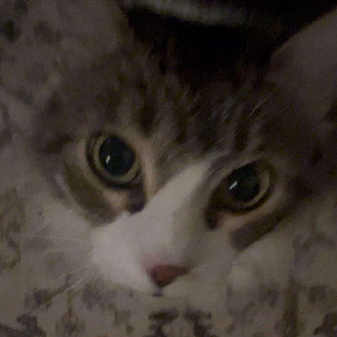 Ady The Cat Sitting Lady