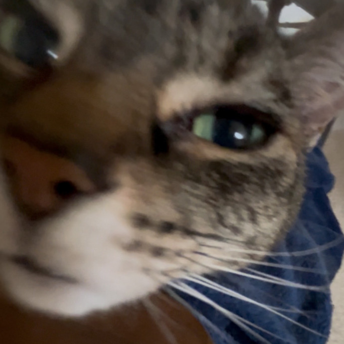 Ady The Cat Sitting Lady