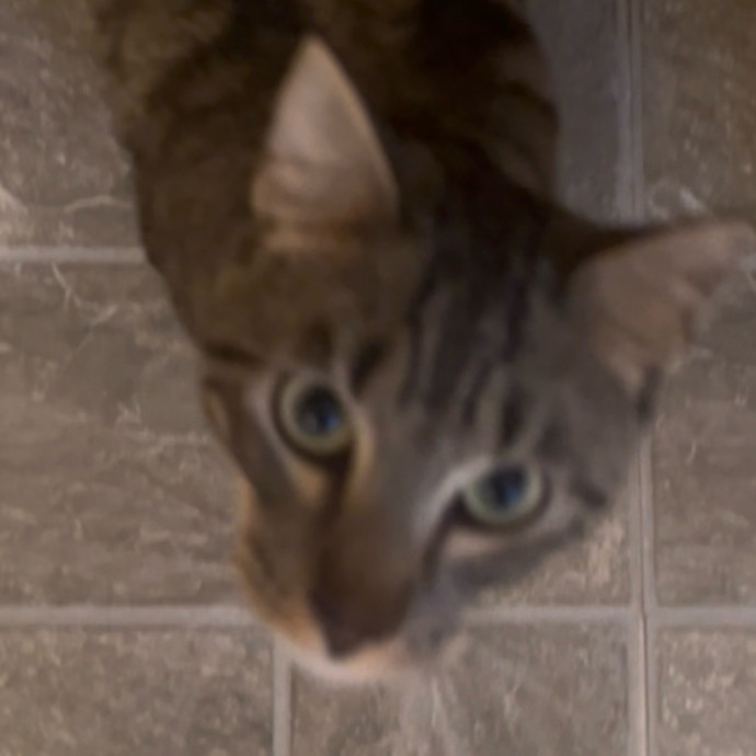 Ady The Cat Sitting Lady