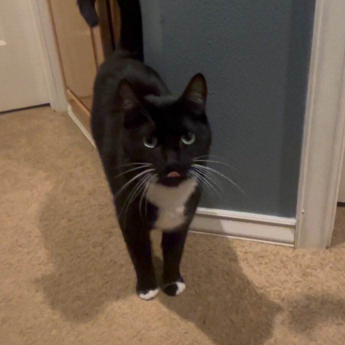 Ady The Cat Sitting Lady