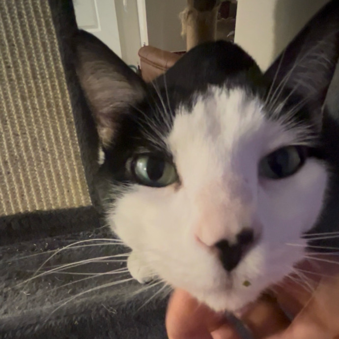 Ady The Cat Sitting Lady