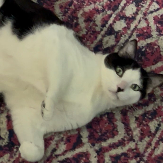 Ady The Cat Sitting Lady