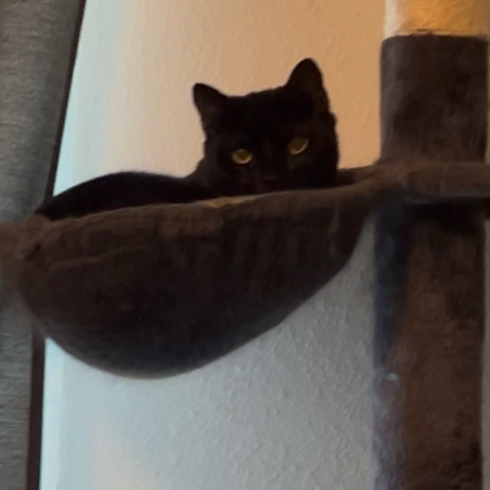 Ady The Cat Sitting Lady