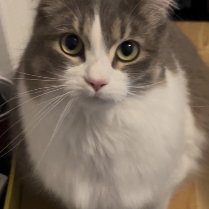 Ady The Cat Sitting Lady