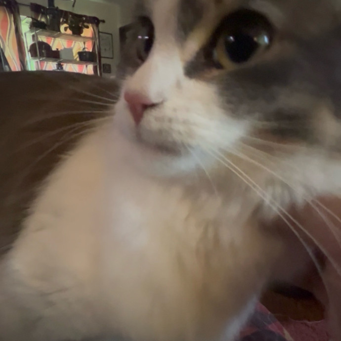 Ady The Cat Sitting Lady