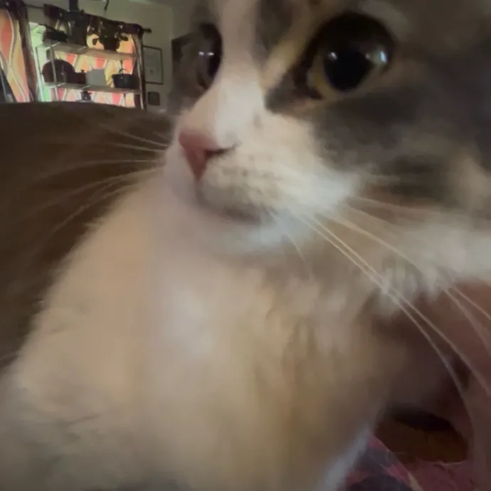 Ady The Cat Sitting Lady