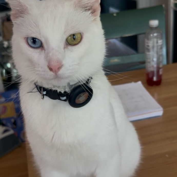 Ady The Cat Sitting Lady