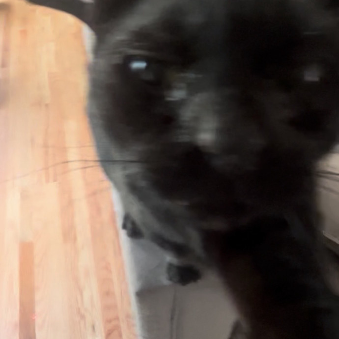 Ady The Cat Sitting Lady