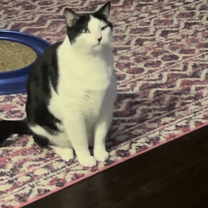 Ady The Cat Sitting Lady