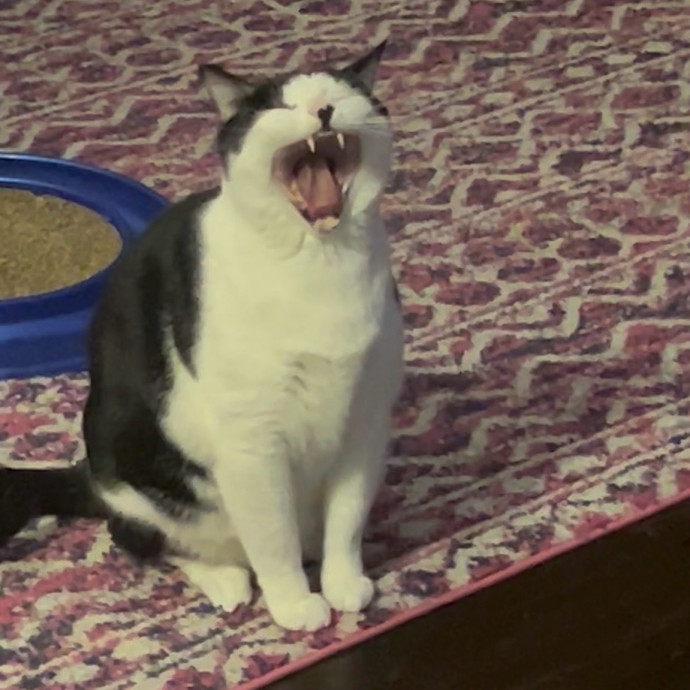 Ady The Cat Sitting Lady