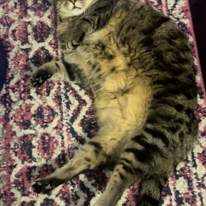 Ady The Cat Sitting Lady