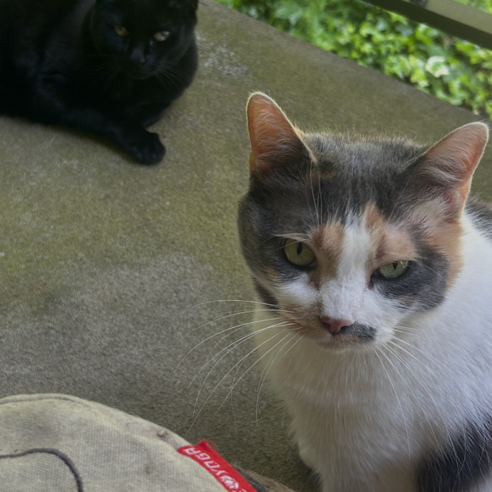 Ady The Cat Sitting Lady