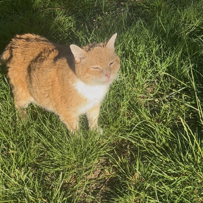 Ady The Cat Sitting Lady