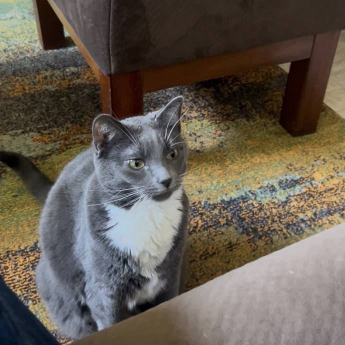 Ady The Cat Sitting Lady