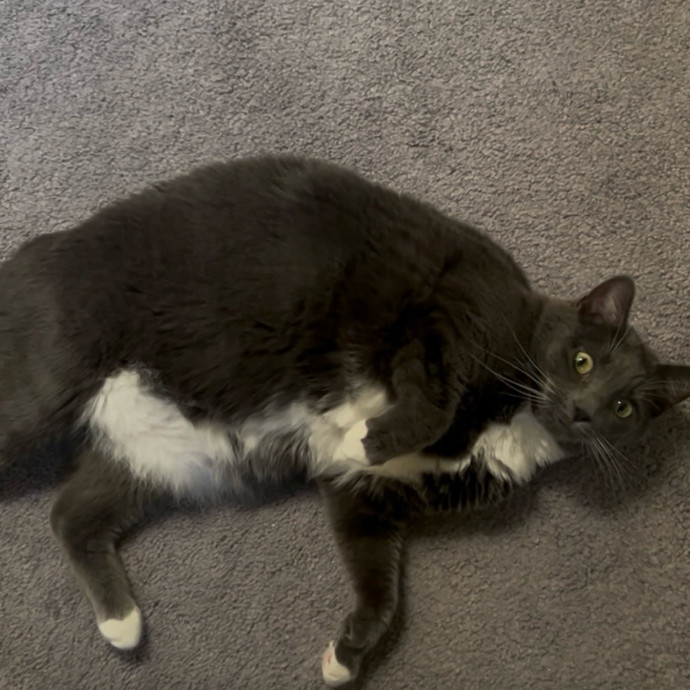 Ady The Cat Sitting Lady