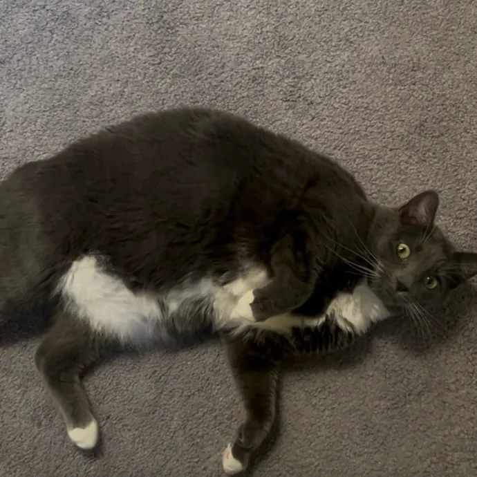 Ady The Cat Sitting Lady
