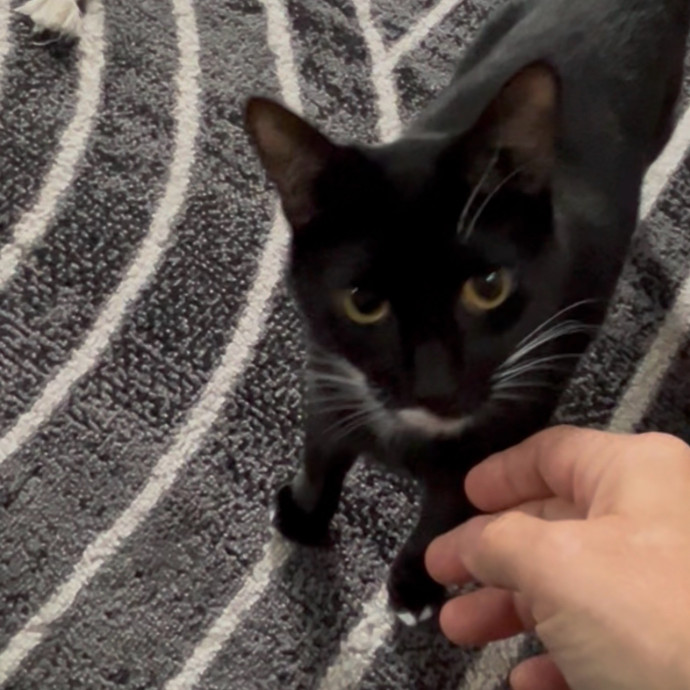 Ady The Cat Sitting Lady