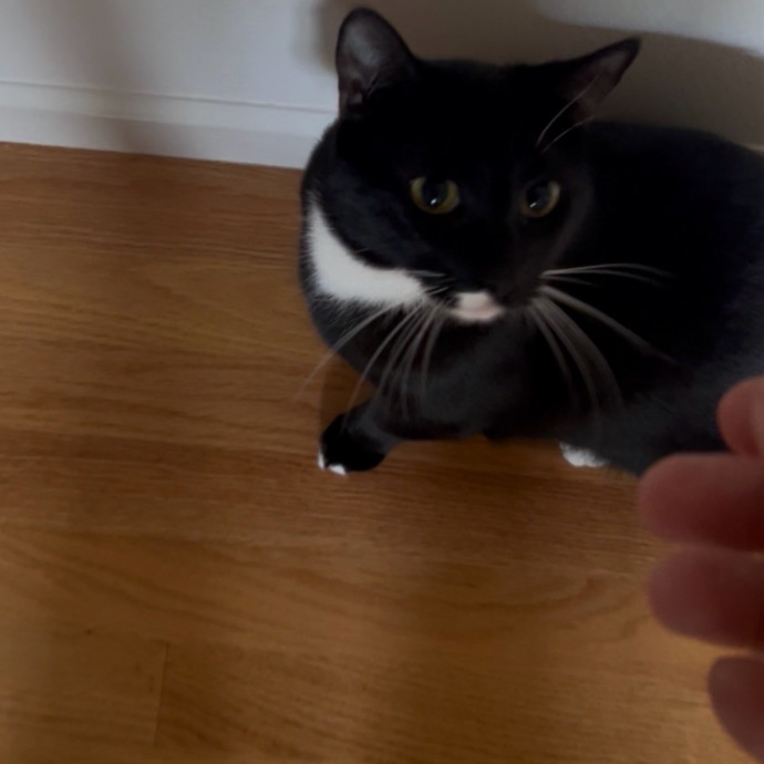 Ady The Cat Sitting Lady