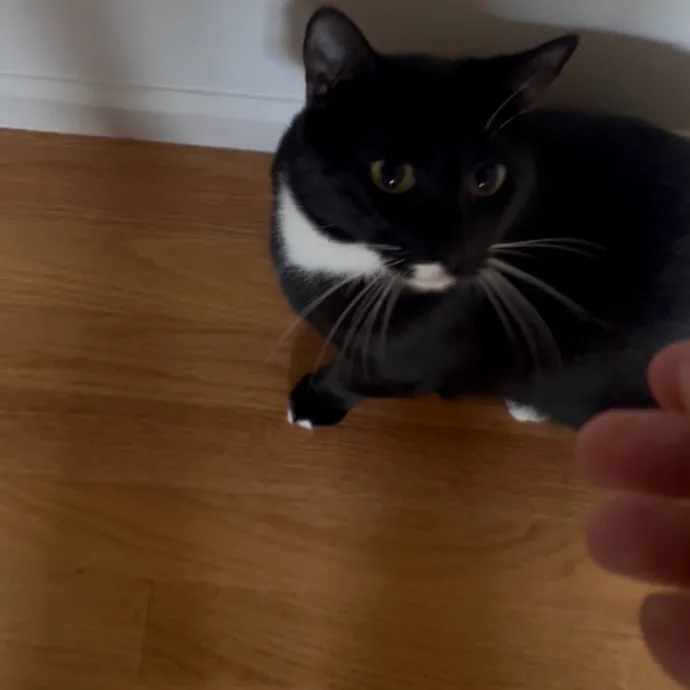Ady The Cat Sitting Lady