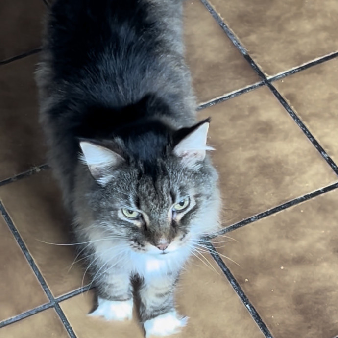 Ady The Cat Sitting Lady