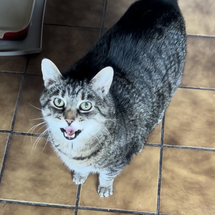 Ady The Cat Sitting Lady