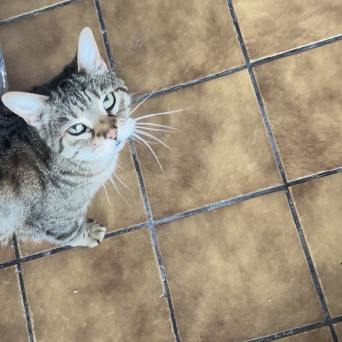 Ady The Cat Sitting Lady