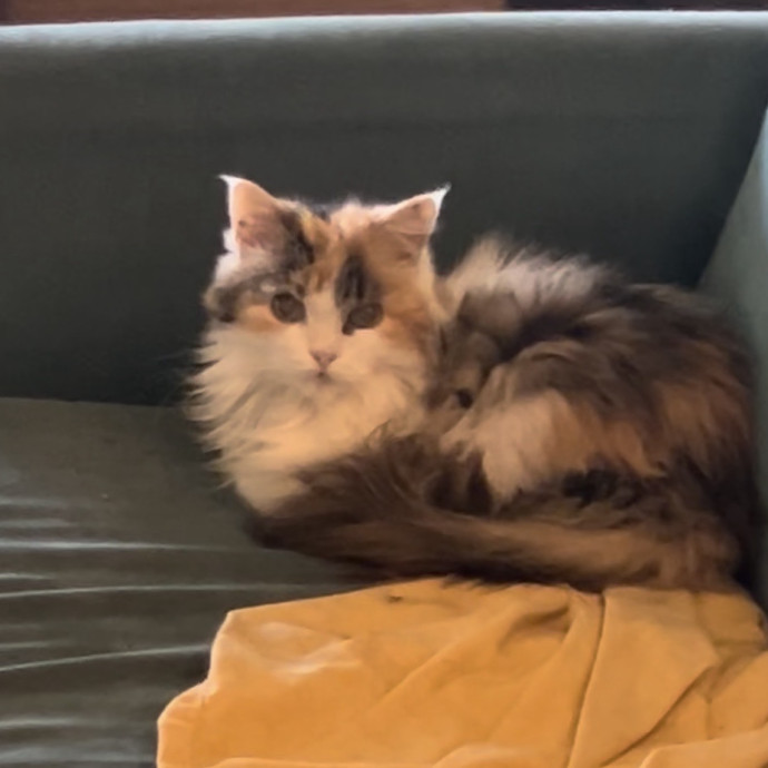 Ady The Cat Sitting Lady
