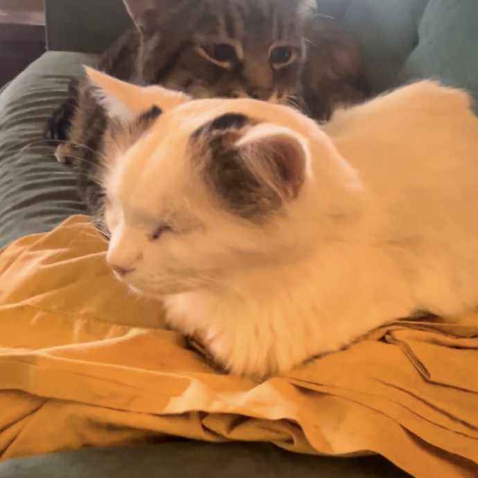 Ady The Cat Sitting Lady