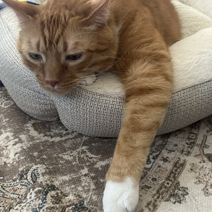 Ady The Cat Sitting Lady