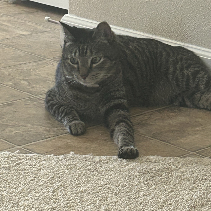 Ady The Cat Sitting Lady