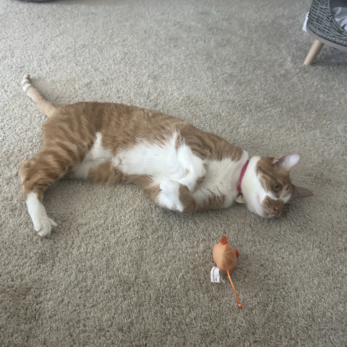 Ady The Cat Sitting Lady
