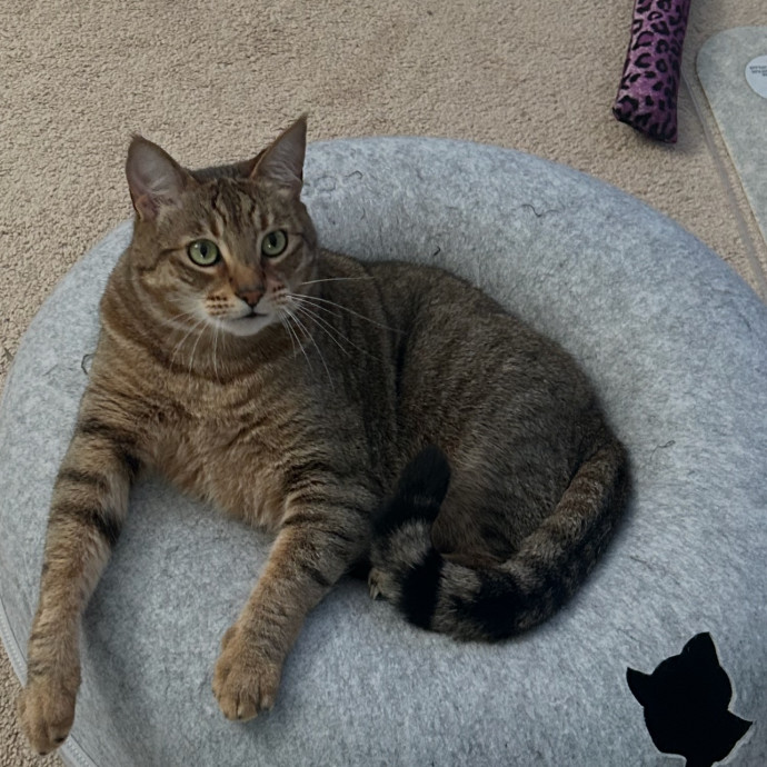 Ady The Cat Sitting Lady