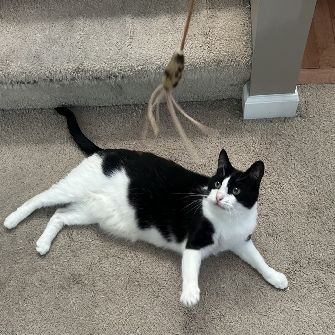Ady The Cat Sitting Lady