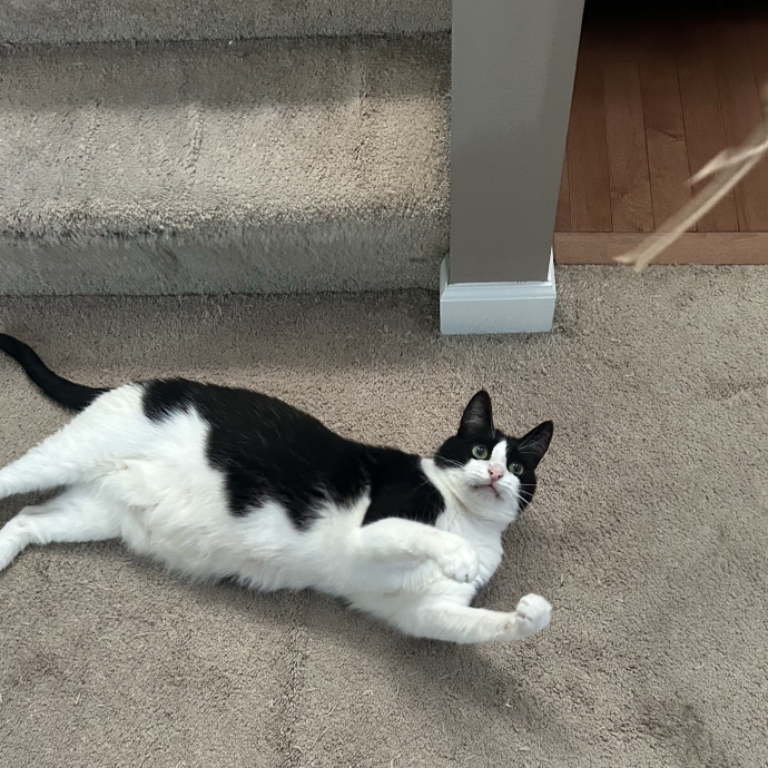 Ady The Cat Sitting Lady