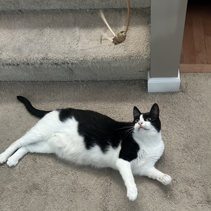 Ady The Cat Sitting Lady