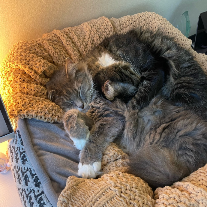 Cozy Kitty Care San Diego photo 3