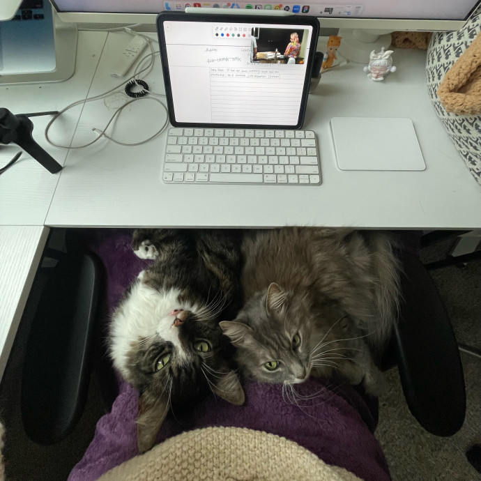 Cozy Kitty Care San Diego photo 2