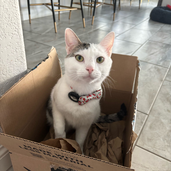 Purr-Fect Cat Sitter