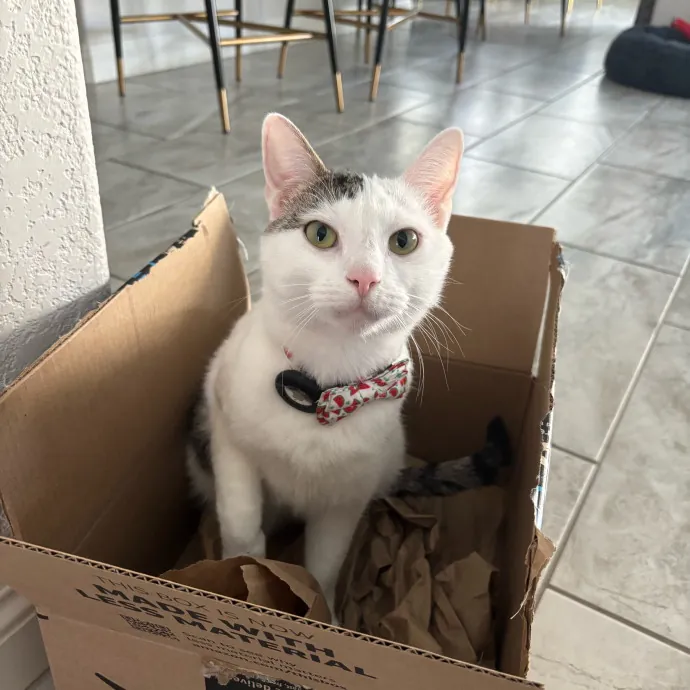 Purr-Fect Cat Companion