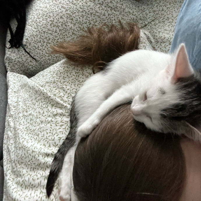 Purr-Fect Cat Sitter