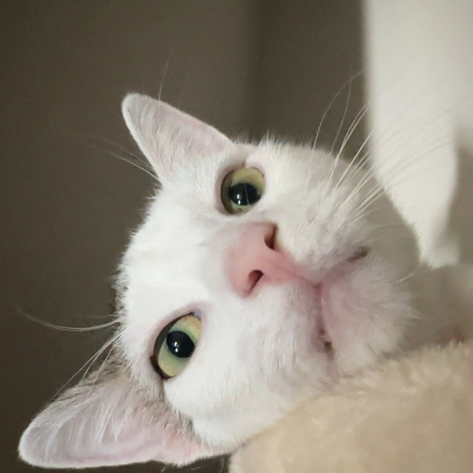 Purr-Fect Cat Sitter
