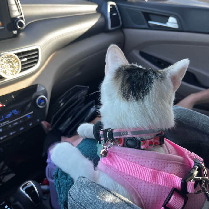 Purr-Fect Cat Sitter