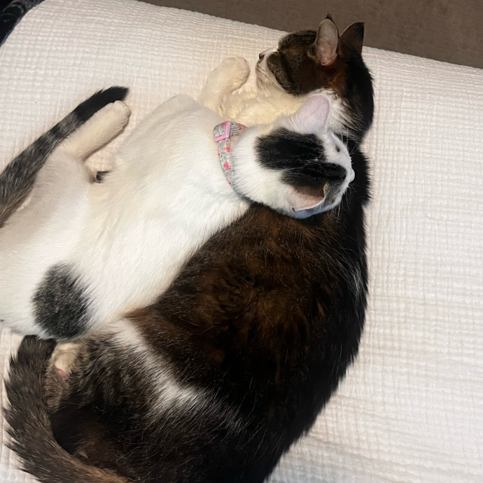 Purr-Fect Cat Sitter