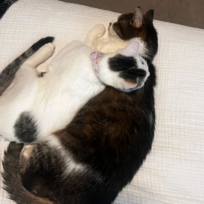 Purr-Fect Cat Companion