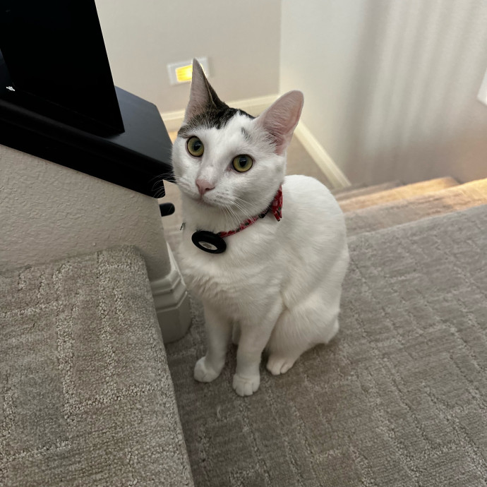 Purr-Fect Cat Sitter