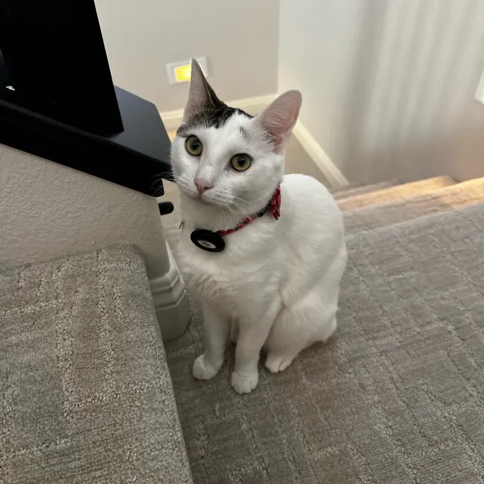 Purr-Fect Cat Companion