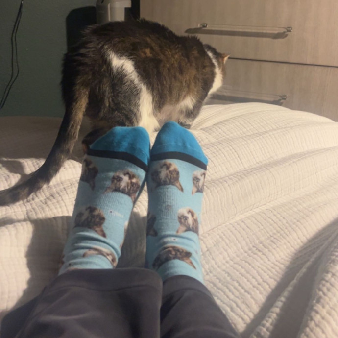Purr-Fect Cat Sitter