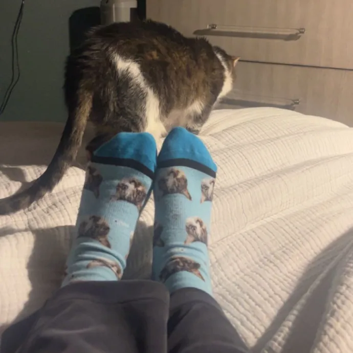 Purr-Fect Cat Companion